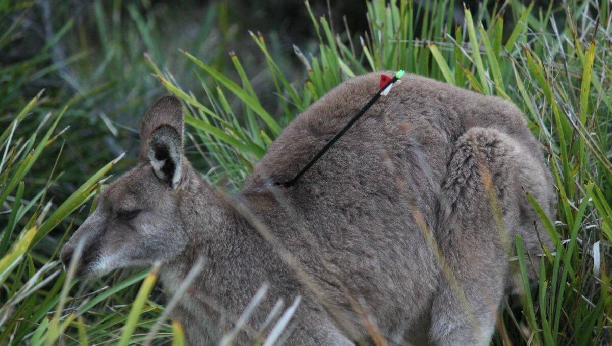 This photograph of a live kangaroo with an arrow embedded in its body was taken by a bushwalker in Murramarang National Park.