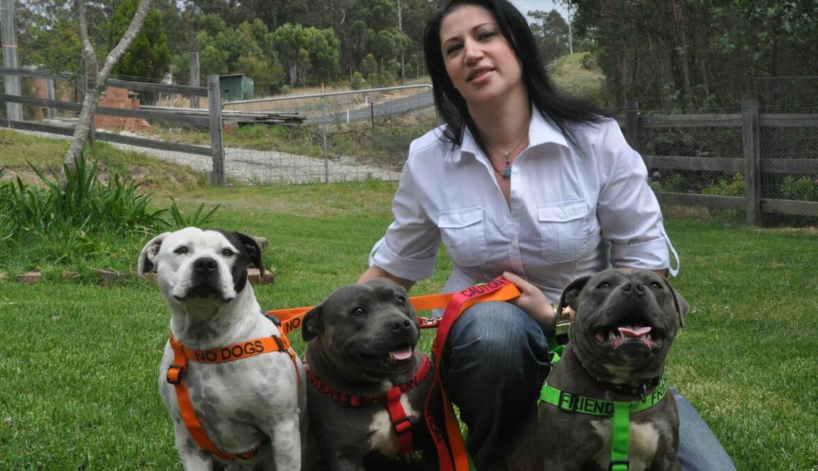 COLLARED: Breeder Jacki Kelly’s Staffordshire terriers model the colour-coded collars making a stir in dog land.
