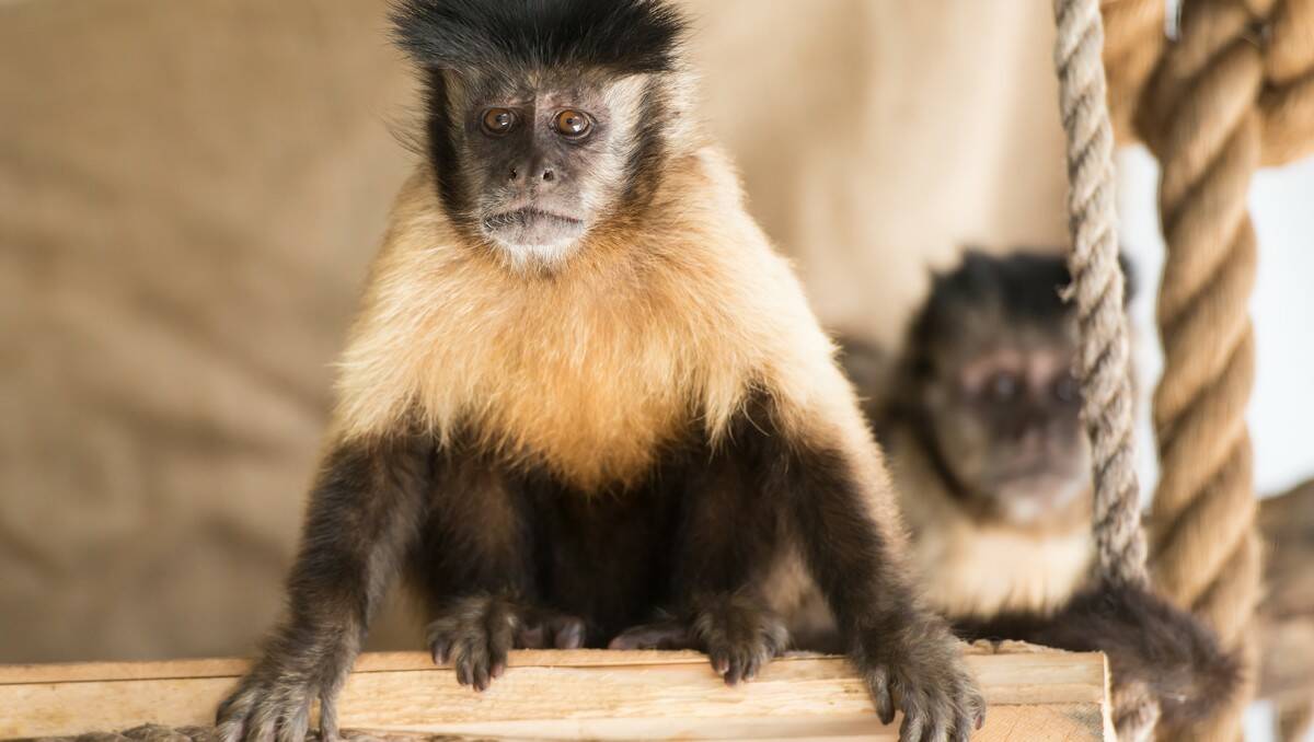 LONG TRIP: Twelve new monkeys have arrived at Mogo Zoo from New Zealand. PHOTO: CLIVE BROOKBANKS 