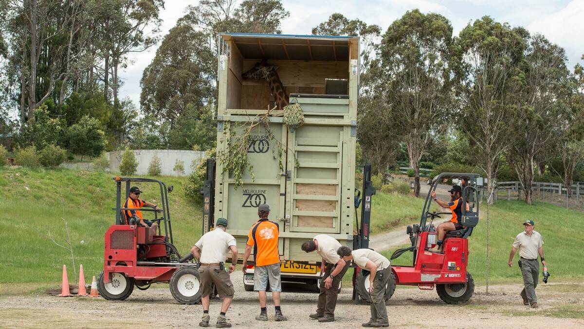 Ten-year-old Tanzi the giraffe had a long journey from Melbourne to her new home at Mogo Zoo, where she was reunited with her sister, Shani. PHOTO: June Andersen, Mogo ZOOM, Mogo Zoo.