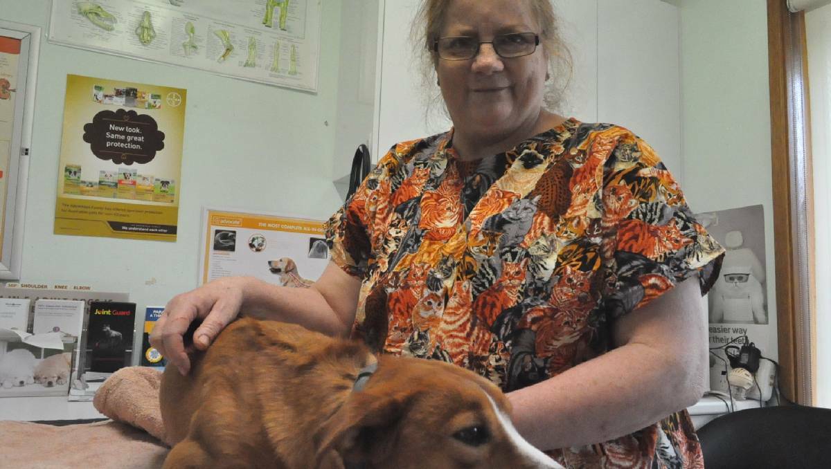 CHECK YOUR PET: Vet Paula Roberts advises pet owners to be cautious of ticks. She is pictured with Lucy. 