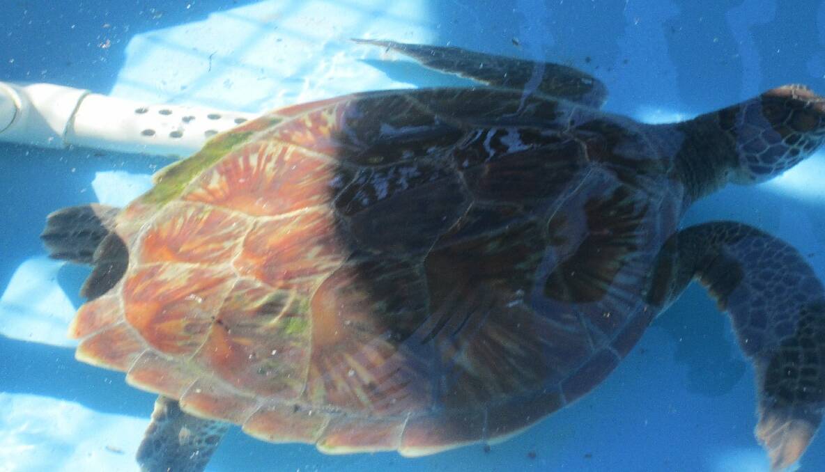 Diamond the green sea turtle is recovering...