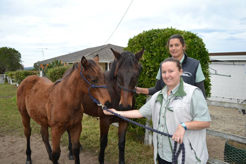 TWO MINDS: Moruya veterinarian Janelle Dunkley and nurse Nicki Reid gave thoroughbred Hugh and friend their strangles shots last month, but have not vaccinated them for Hendra. However, Ms Dunkley said travelling horses should get the jab.