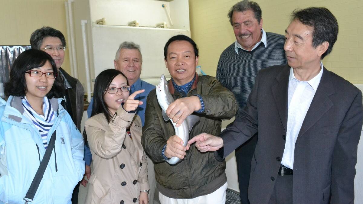 ULLADULLA: Checking out a gummy shark from the live fish tank in Dick Perese’s business at the Ulladulla Harbour during last week’s visit by Chinese Ministy of Agriculture officials are Quichi Wang, Lin Bai, Li Xi, Dick Perese, Ruijie Guan, Mario Puglisi and Xiaochun Song.
