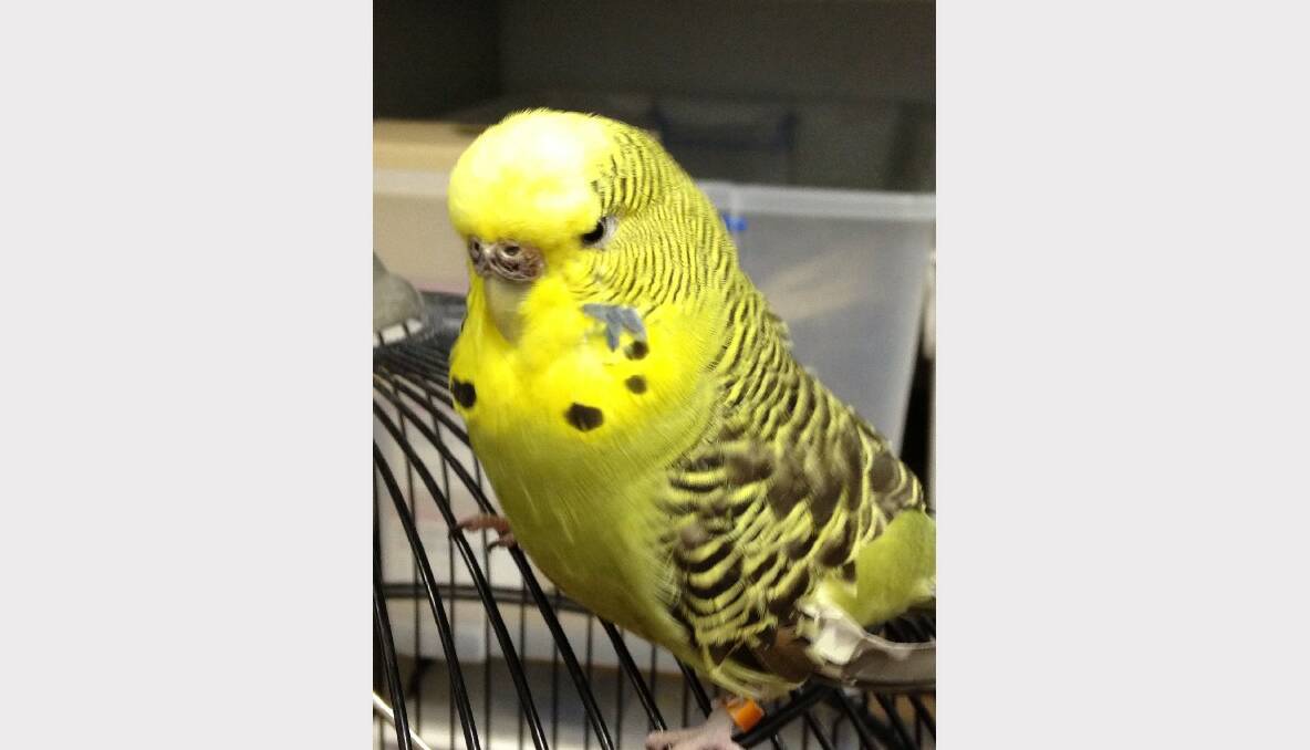 Ewing Electrical's resident repair budgie, Tommy Doo Doo.