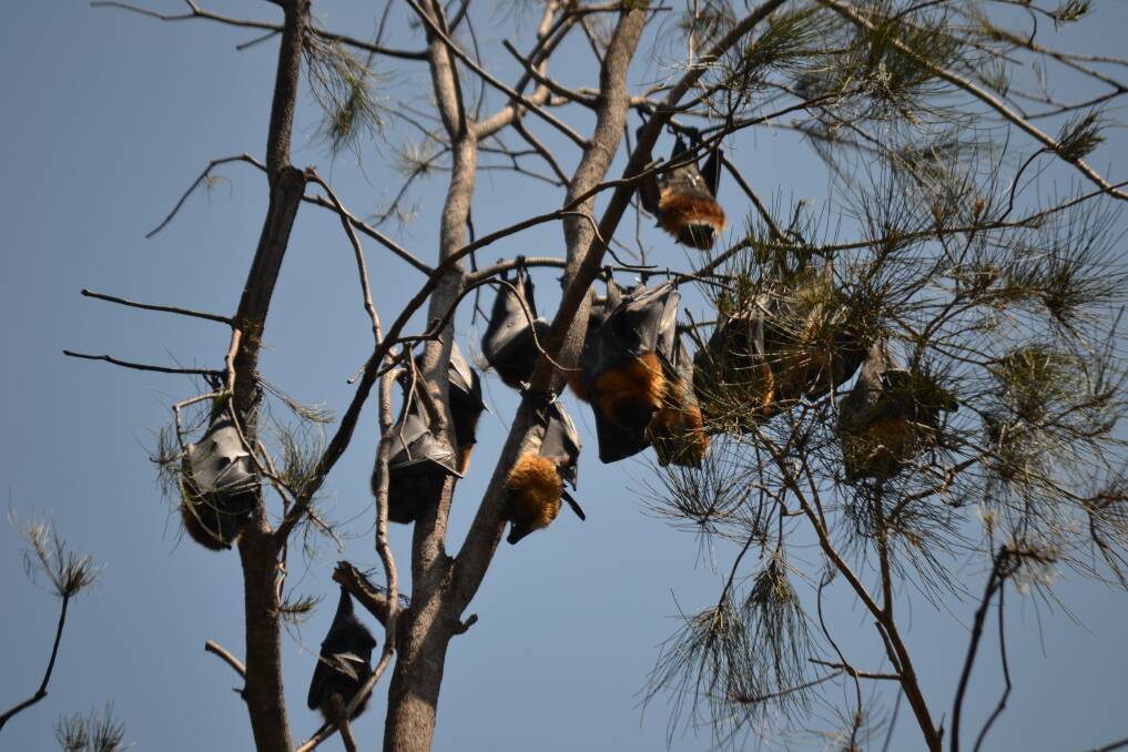 Moving bats 'not easy', meeting told