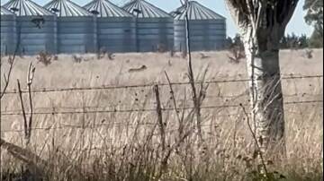 The supposed big cat captured on video near Ballarat. Picture supplied