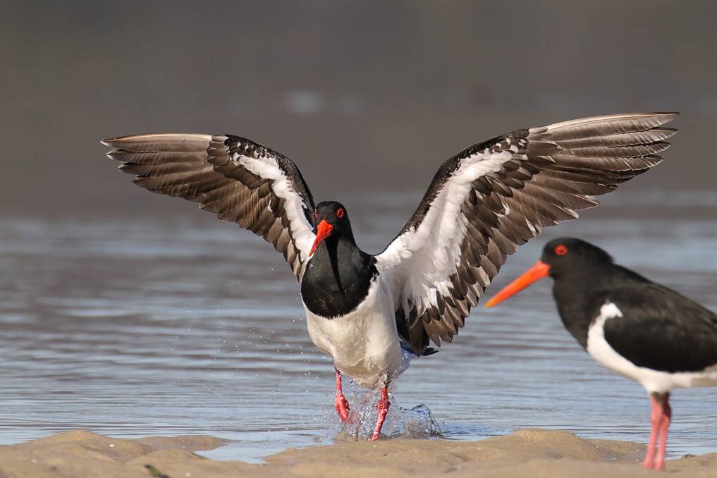 BACK ON BEACHES: While thrilled to see the birds lay on beaches across the Sotuh Coast, David McCreery from the National Parks and Wildlife Service said the pied oystercatchers still remain threatened. Image: supplied. 