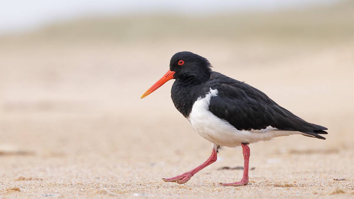 South Coast beachgoers should remain vigilant when walking through dunes to not disturb the threatened pied oystercatchers. Image: supplied.