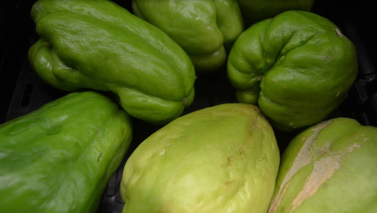 GREEN GOODNESS: Technically a fruit but eaten like a vegetable, the bumpy choko also packs a nutritional punch. 