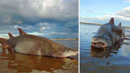Washed up: Connie Watts was with family when she photographed the shark after she found it washed ashore at Lake Wollumboola. Picture: Connie Watts.