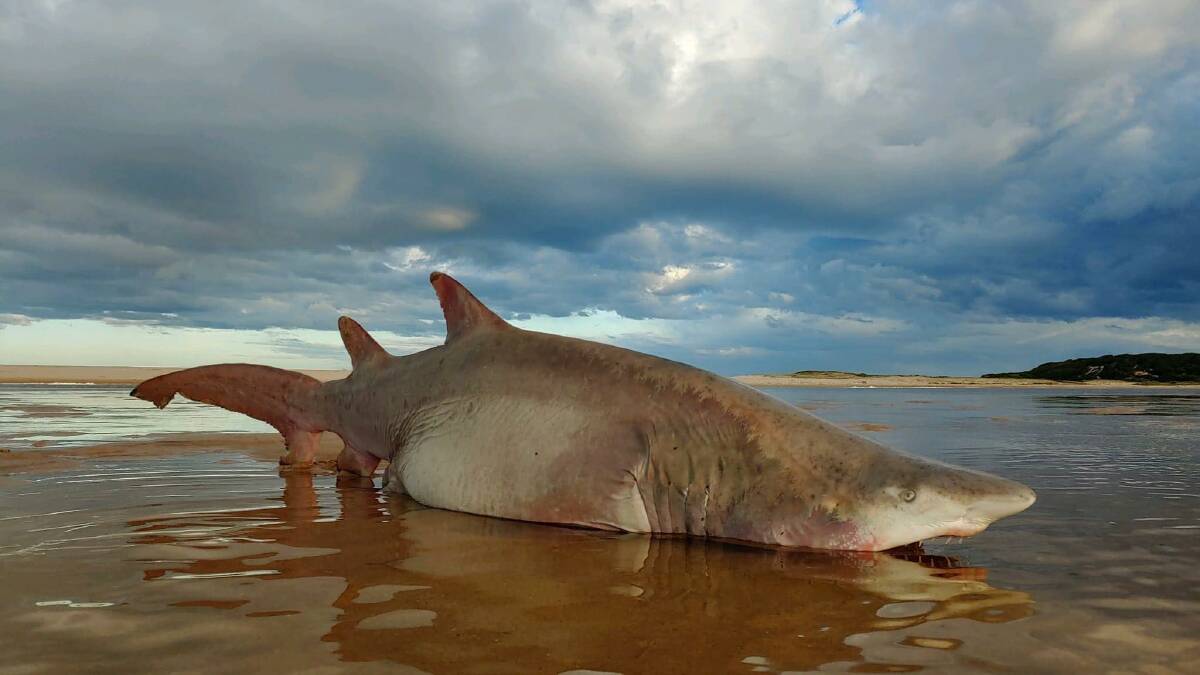 'Sad sight': Endangered shark washes up on beach