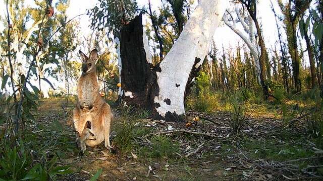 BUSHFIRE RECOVERY: A kangaroo perching up in some of the recovering Shoalhaven bushland last year. File image.