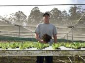 Far South Coast lettuce and greens grower Larry Sher at his property in Millingandi. Photo: supplied