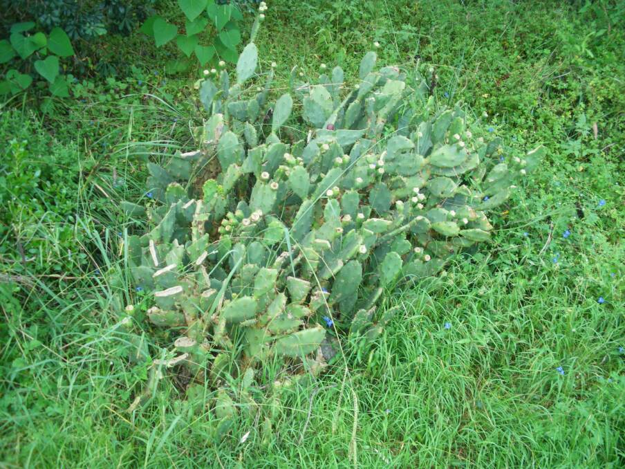 SPOTTED: A prickly pear cactus plant at Maloney's Beach, before treatment. 