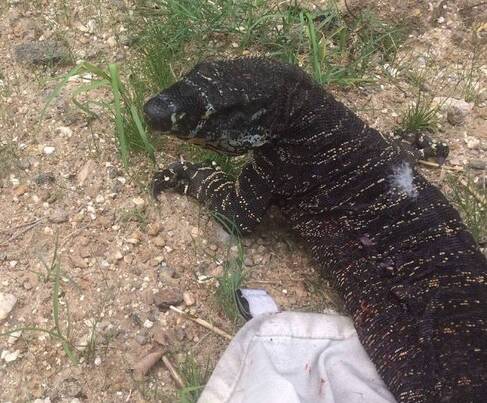 This badly-wounded goanna had to be put down after a dog attack. Photo: Kay Mallitt.
