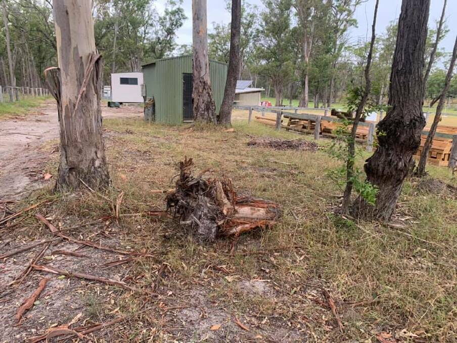 Protected trees are being cut down by vandals destroying the habitat of the grounds. Photo: Moruya Pony Club 