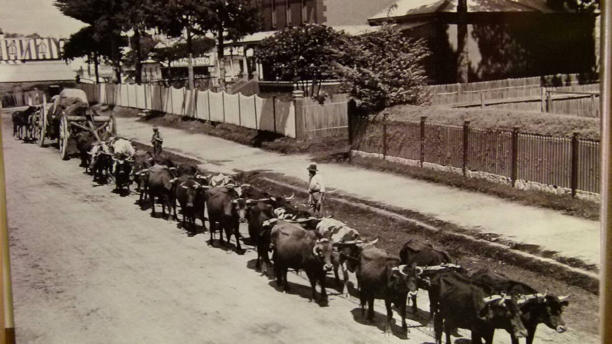 A Bullock Team in Vulcan Street, Moruya.