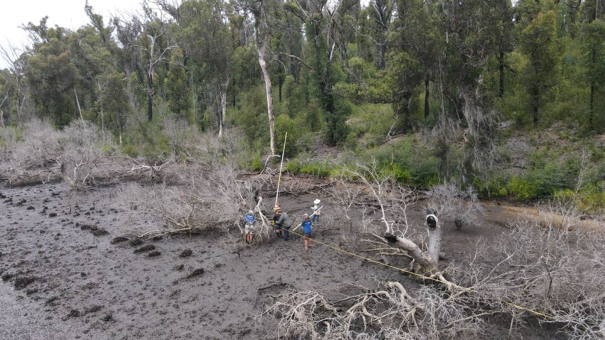 OceanWatch Australia staff in Batemans Bay doing a long plot measuring trees in bushfire affected zones