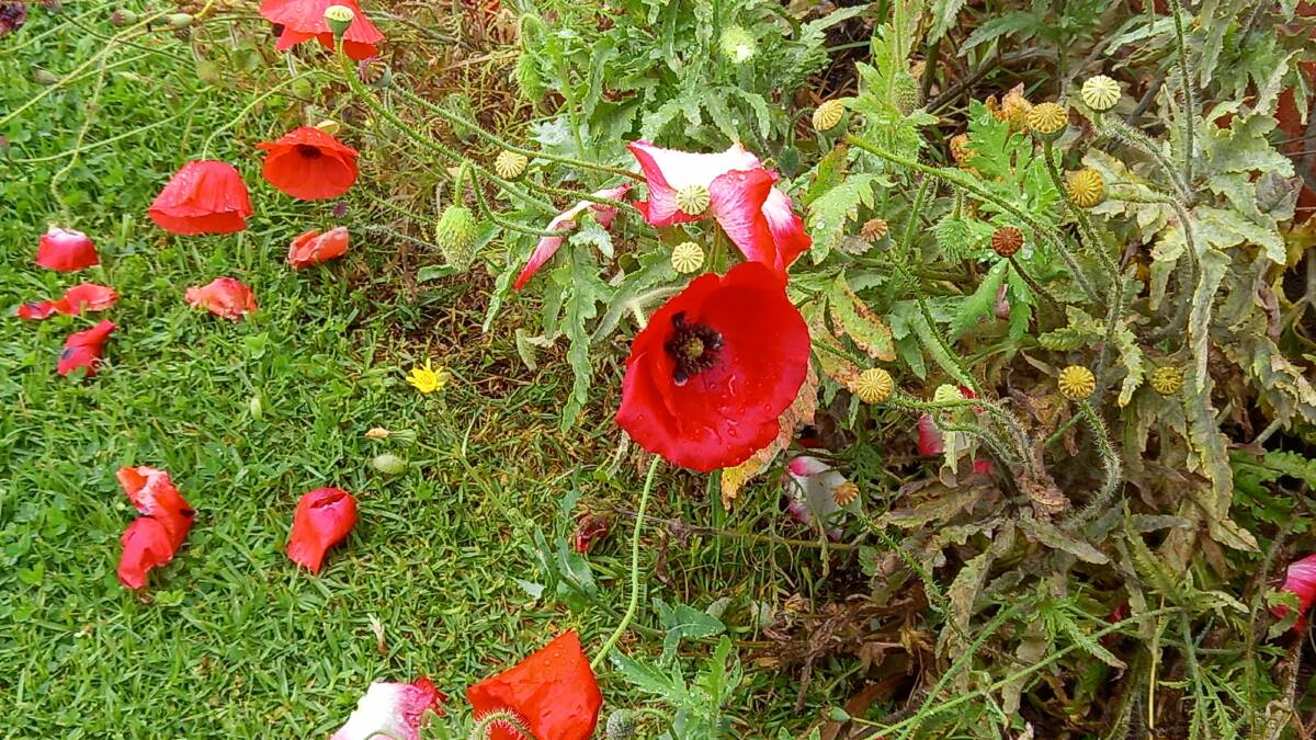 Graeme's poppies bloom just in time for Remembrance Day