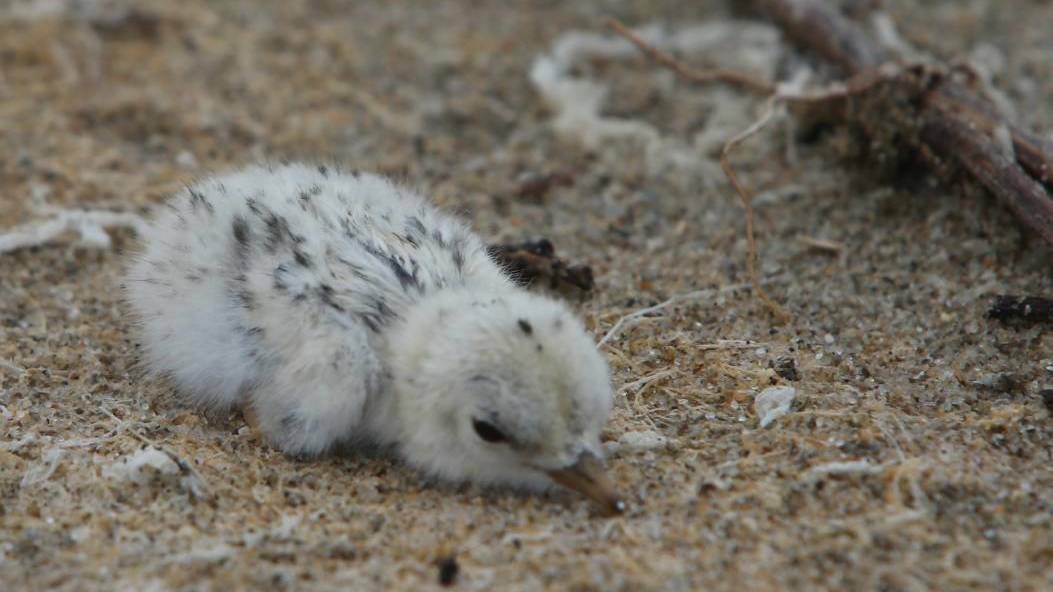 Little Terns have been nesting at Shoalhaven Heads this summer.