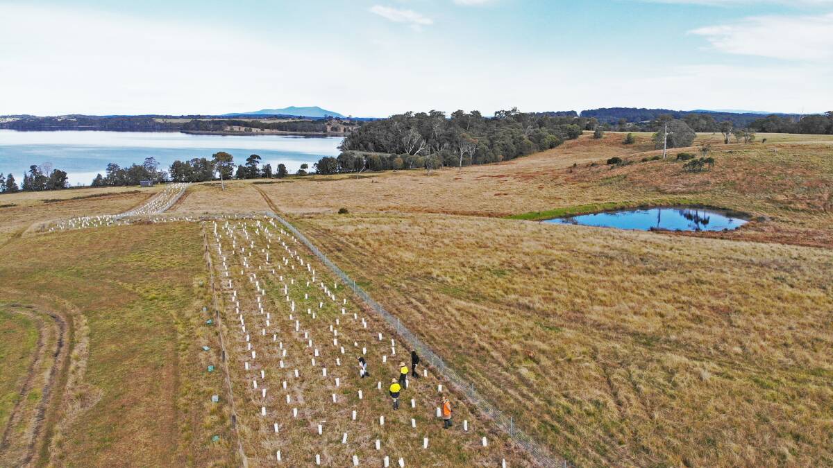 A newly-planted corridor of native trees.
Picture: supplied