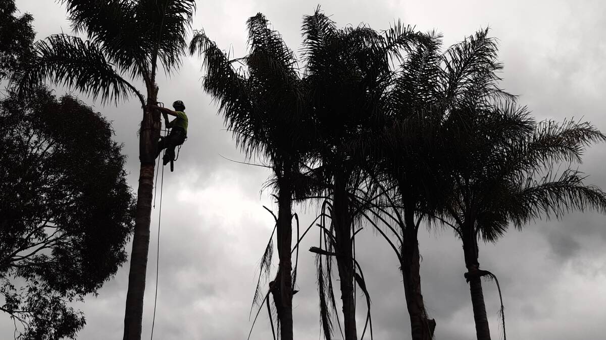 Eurobodalla Council is removing Cocos palms to help lessen any impacts felt by residents who live near flying-fox camps. 
