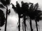 Eurobodalla Council is removing Cocos palms to help lessen any impacts felt by residents who live near flying-fox camps. 