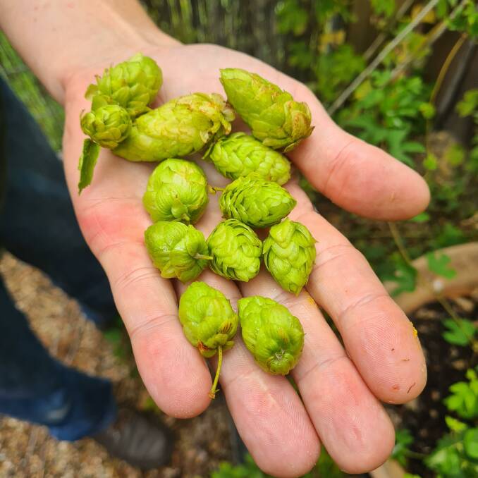Hops (flowers of a plant called Humulus Lupulus, used to keep beer fresher for longer) grown on the Blues property. Picture supplied