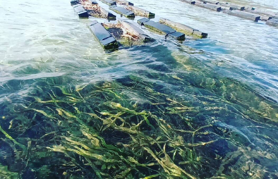 There is an abundance of seagrass on the sandflats of Wagonga Inlet where Mark Harris grows his oysters and that may contribute to the richness and complexity of the oyster flavour. Picture supplied