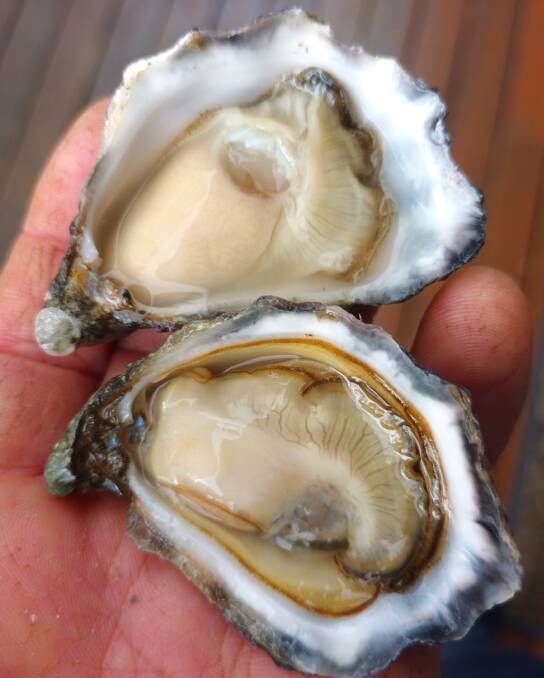 Premium condition oysters take up the entire shell and have a cream colour throughout meaning it is so plump there is no room for spawn in its body. Picture supplied