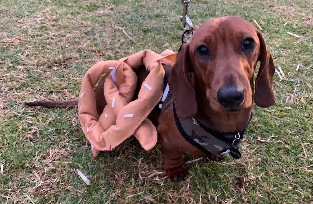 Pretzel, winner of the Best in Show prize for best doggy costume, in his pretzel-shaped outfit.