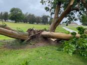 The storm has knocked down several trees in Bermagui including this one between Bermagui Fishermen's Wharf and Bermagui Bridge. Picture by Marion Williams