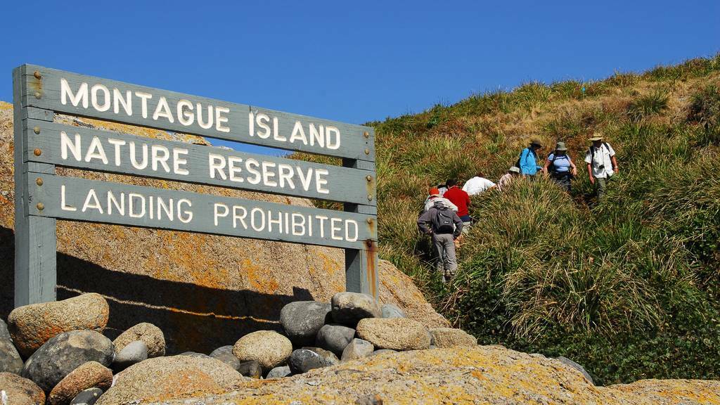  Volunteers on a tour of Barunguba Montague Island in 2017 when National Parks and Wildlife Service decided to introduce volunteer guides to conduct day tours on the island. File picture