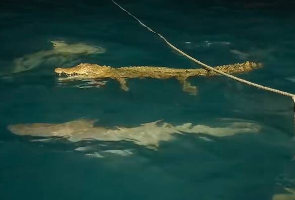 Sharks vs croc. Fisherwoman Jessie Leigha has captured incredible footage of a croc being attacked by sharks near the Wessel Islands in the Northern Territory. 