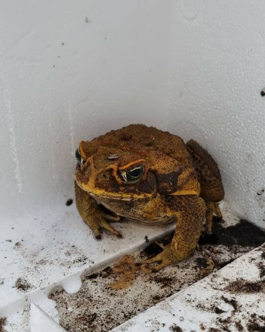 The cane toad spotted in Tathra on Monday has been identified as male. Picture by Michael Healey.
