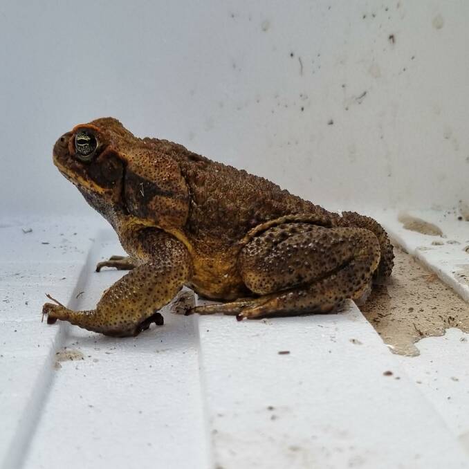 The toad was kept in a styrofoam box, before being collected. Picture by Michael Healey. 