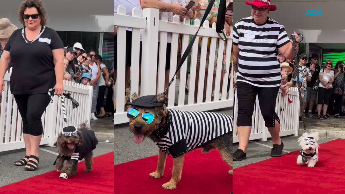 Hound Dogs compete for the Jailhouse Rock title of best-dressed pooch. Pictures supplied