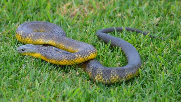 A tiger snake removed from a local yard by Shoalhaven Snake Catchers. Picture supplied.