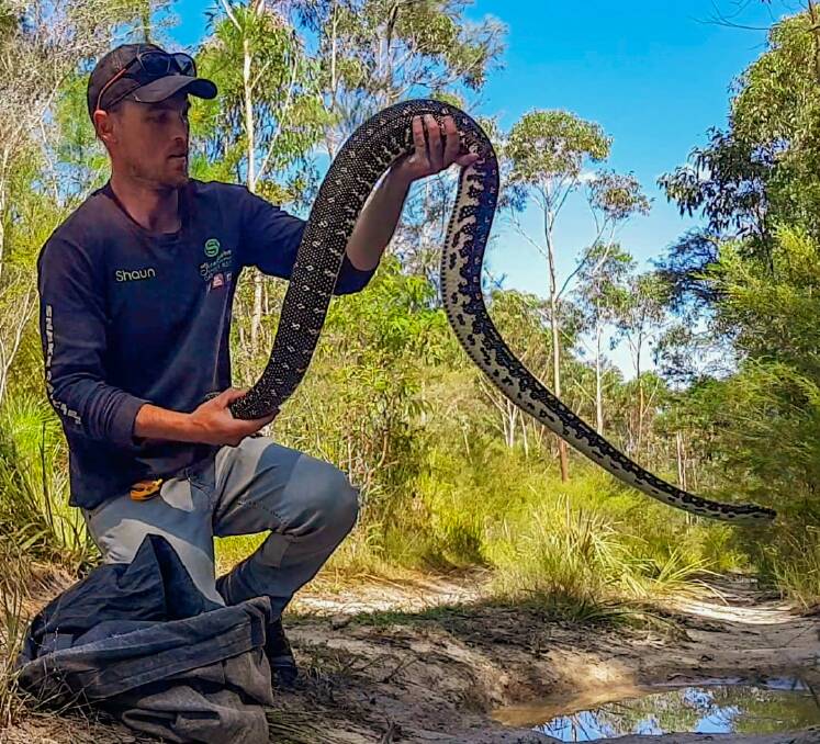 Shaun Armstrong from Shoaslhaven Snake Catchers relocates a snake found in a local yard. Picture supplied.