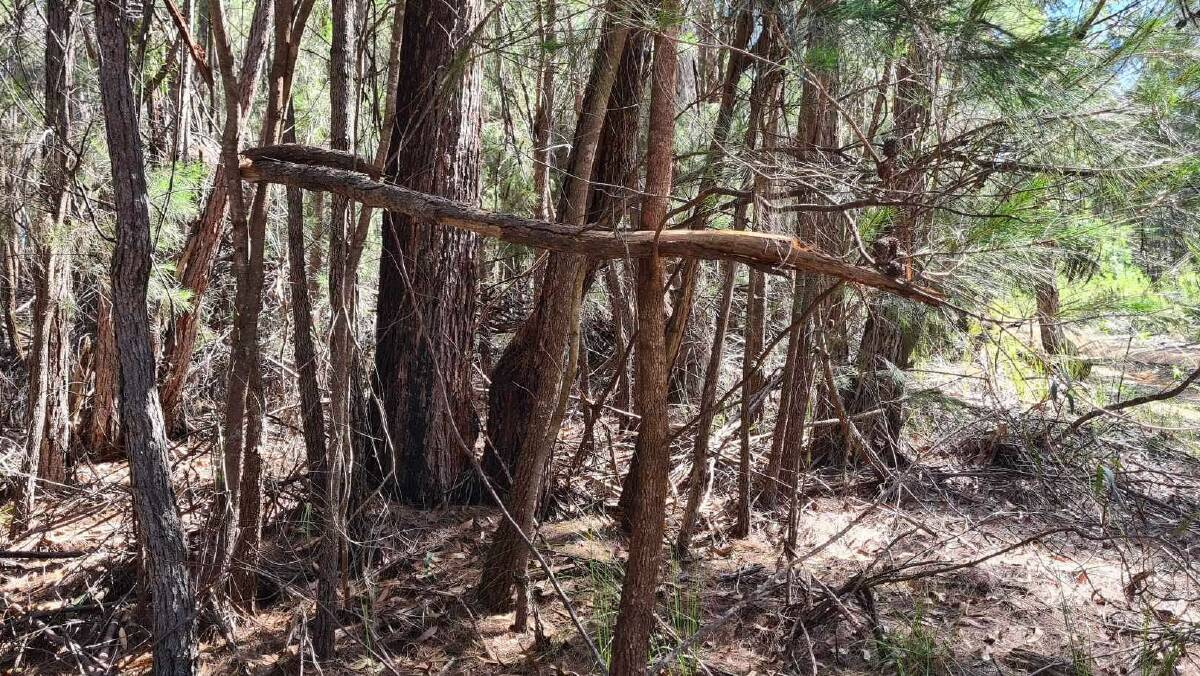 Some may say the trees have snapped half way up due to storming winds, by Wayne suggests they were broken purposely by a Yowie. Picture supplied