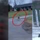 The kangaroo has been sighted in Oshawa, east of Toronto in Canada. Pictures by Janet Grixti, Global News and CTV News