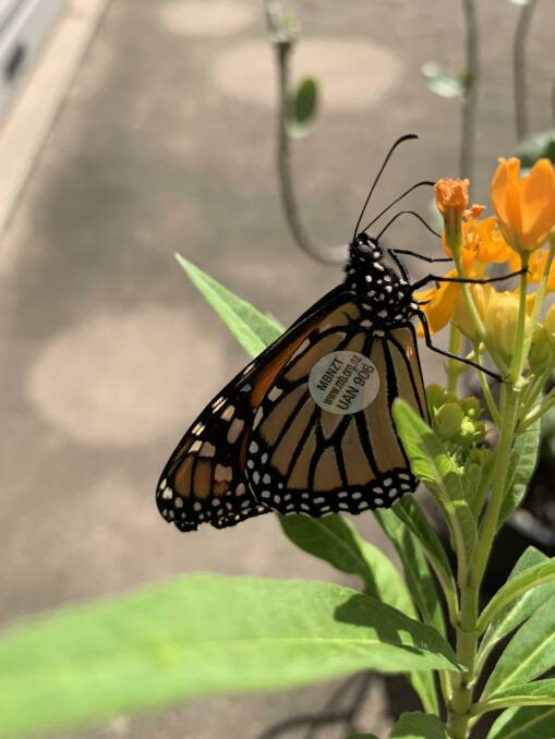A tagged monarch butterfly. Photo supplied.
