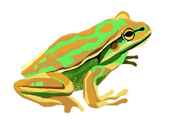 The green and golden bell frog (Litoria aurea) is classified as vulnerable nationally. Picture: Josie Humphries