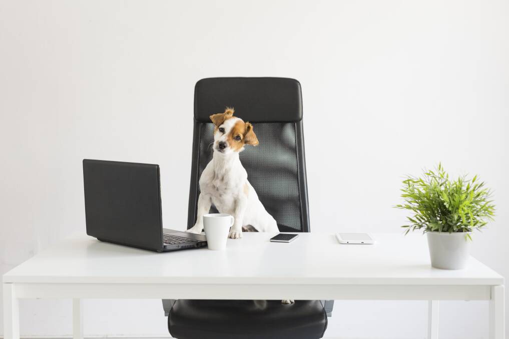 WORKPLACE CULTURE: Dogs can have a positive impact on an office. Picture: Shutterstock