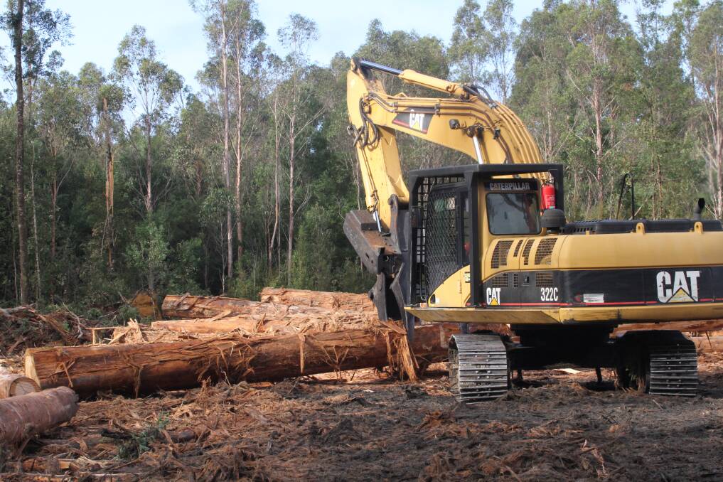 The discussion to end the timber harvesting of native forests in NSW continues. File picture
