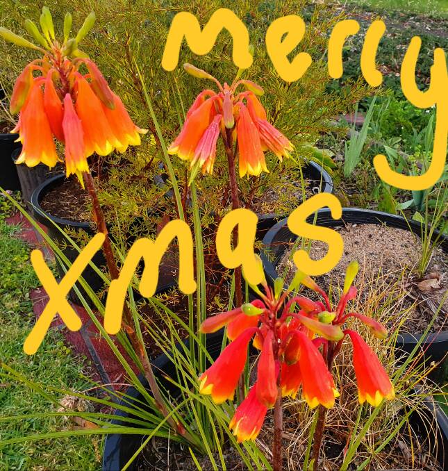 Christmas wishes from Naroome CWA publicity officer Joanne Kings with "Christmas bells grown by my hubby". Just lovely.