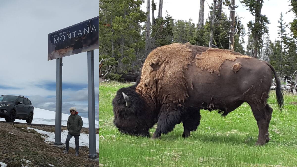 ON THE ROAD: Joosik Debenham in the Rocky Mountains. At right, a massive beast knows spring is coming and sheds a woolly winter coat. Shedding the injustice of history is harder.