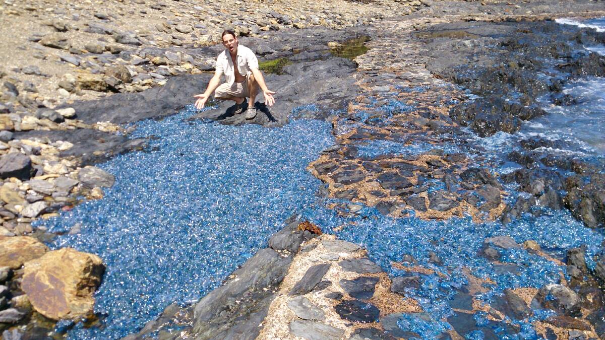 TRUE BLUE: Brett Wallensky sent us this picture of a dense cluster of bluebottles taken on October 27, at Barlings Beach. 