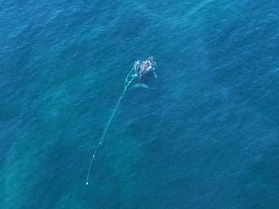 2015 RESCUE: An entangled humpback calf swims with its mother off Durras in October 2015 before being rescued. An alert has been issued in September 2020 for a southern right whale seen in distress off Tuross Head.